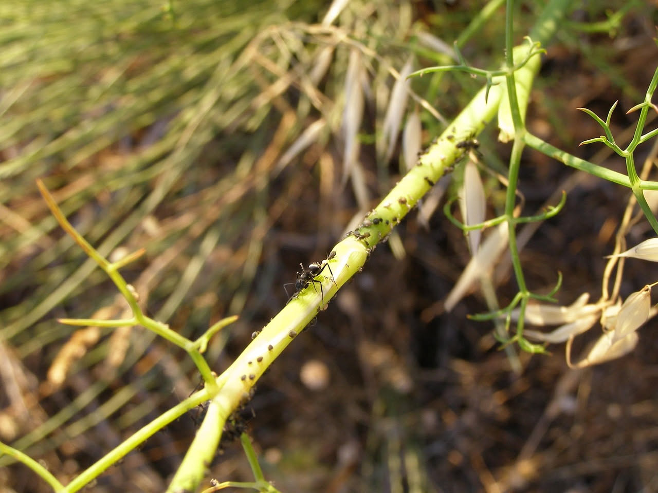 Metodi biologici per allontanare le formiche, proteggendo piante e ambiente in modo naturale e sostenibile.